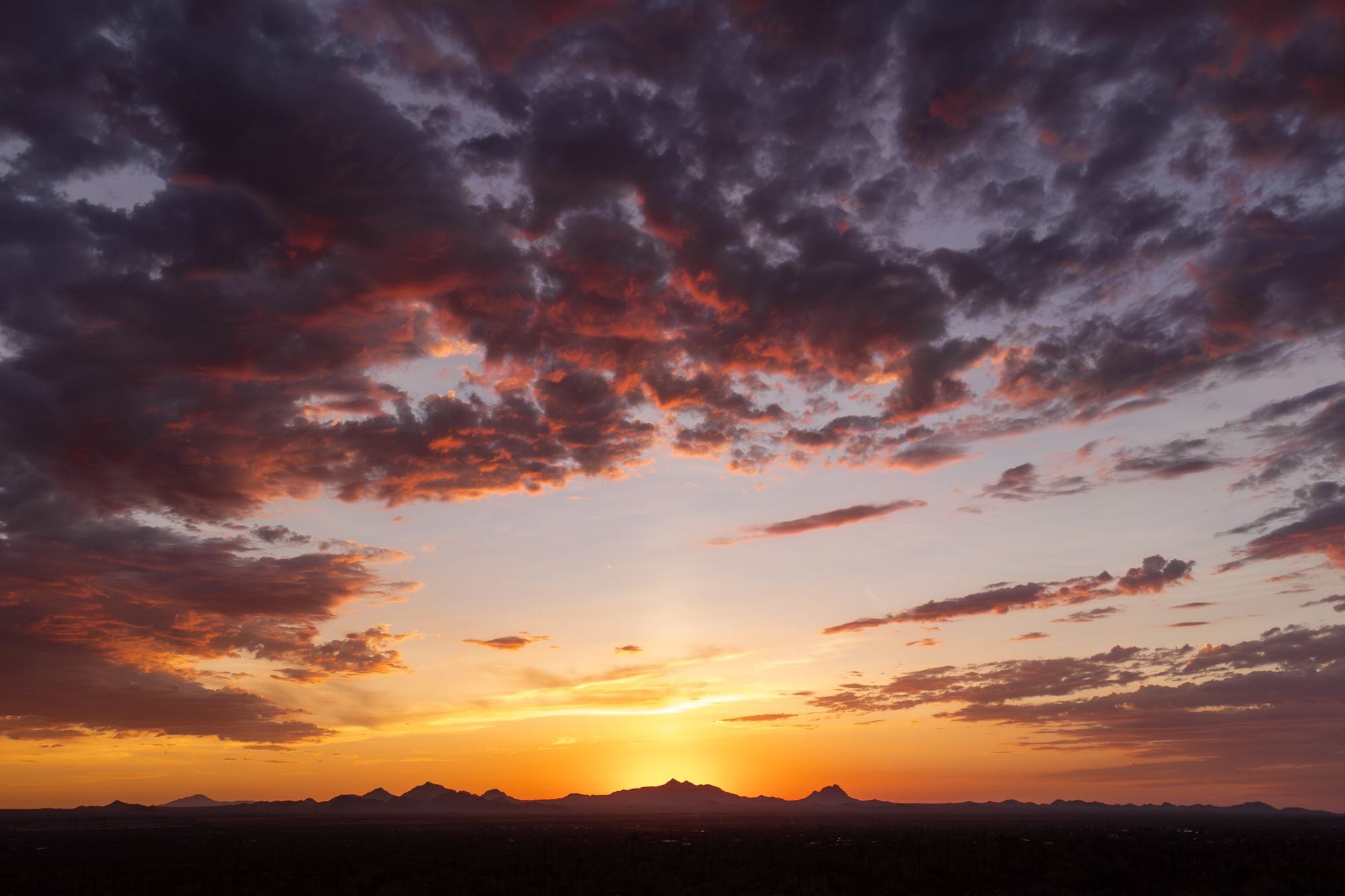 Saguaro Sunset