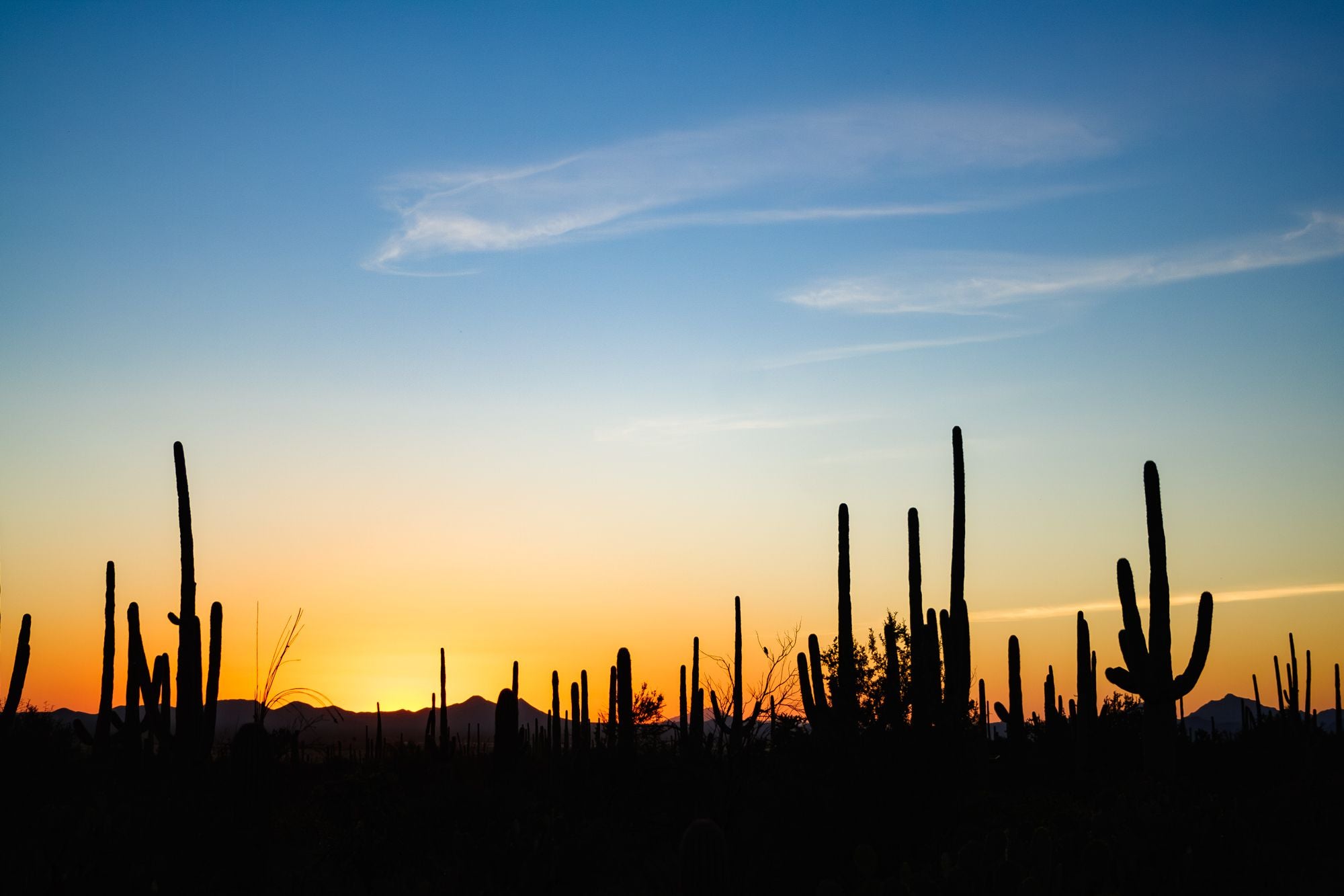 Saguaro Sunset